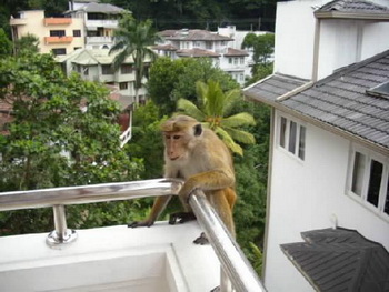 Sri Lanka, Kandy, Serene Garden Hotel